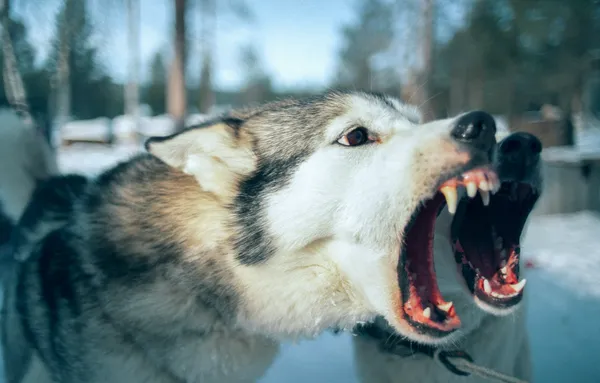 Dog Bite Injuries legal representation